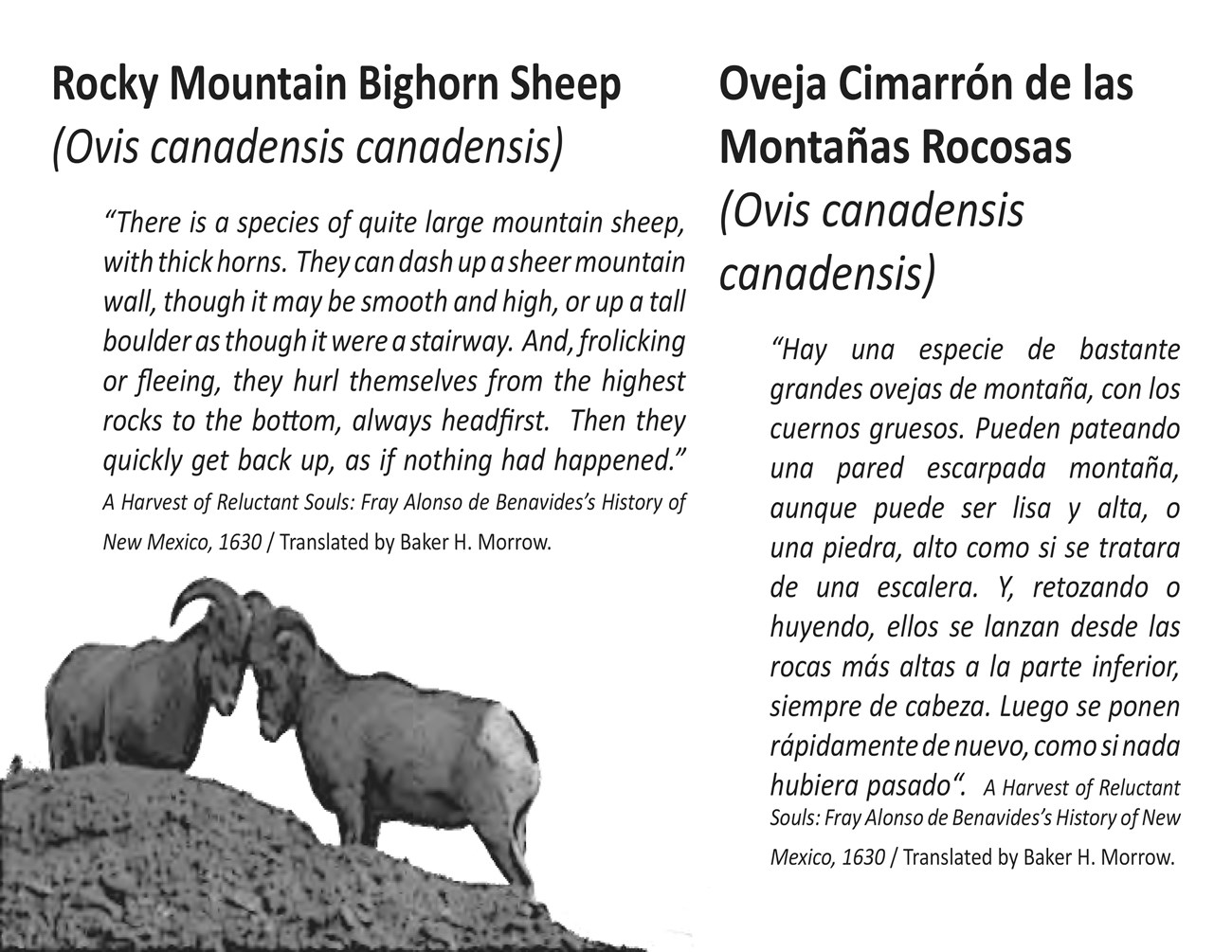 Quote Rocky Mountain Bighorn Sheep Martineztown Wayside exhibit, 10 inches by 8 inches metal exhibit sign. Giclee printed aluminum markers staked into ground along upper sidewalk with image of and quote about Rocky Mountain Bighorn Sheep