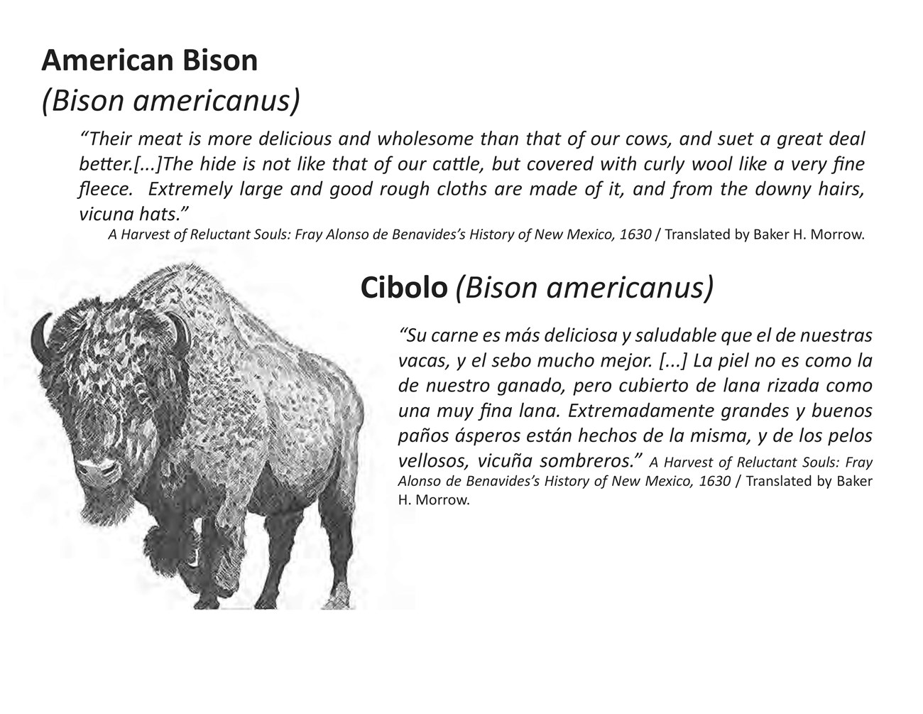 Cibolo American Bison quote 10 inches by 8 inches metal exhibit sign. Giclee printed aluminum markers staked into ground along upper sidewalk (high road) next to the school and playground. Image of an American Bison to the left of text in English.