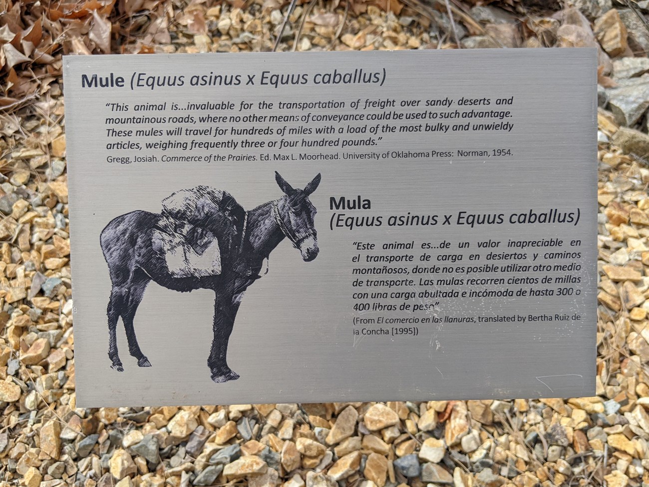 Mule Martineztown wayside exhibit Image of a mule on a 10 inch by 8 inch metal exhibit sign. Giclee printed aluminum markers staked into ground along upper sidewalk (high road) next to the school and playground.