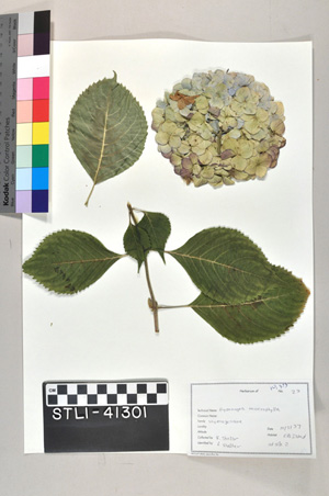 Hydrangea macrophylla