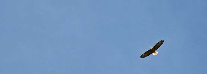 Bald-Eagle Bald-Eagle