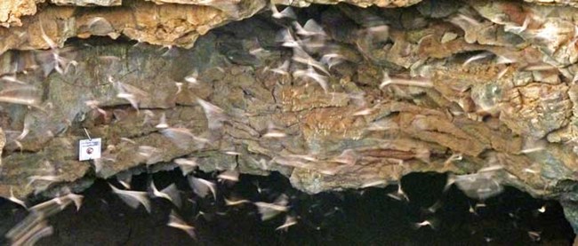 Bats fly in all directions as they leave a cave entrance.