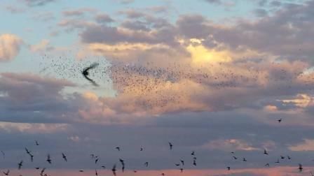 Bats dart across the sky at dusk.