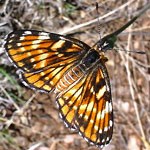 A vividly orange, white, and black "Checkered fulva" butterfly perches on a twig with wings spread.