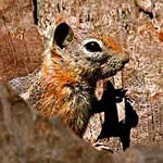 A camouflaged chipmunk blends in with rocky surroundings.