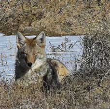 A resting coyote A resting coyote