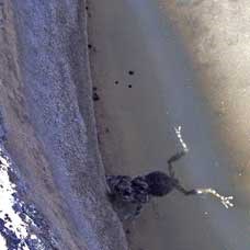 A grown frog hugs the edge of a tinaja.