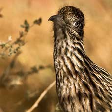 The striped neck and head of a roadrunner faces the camera with faded sagebrush behind it.