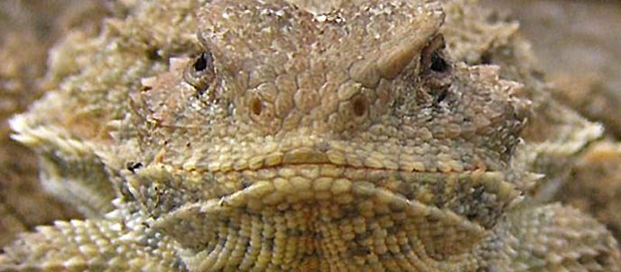 Horned Toad Horned Toad