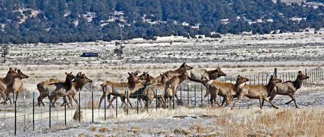 A small herd of elk jump a barbed wire fence in roughly two at a time.