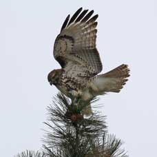 A bird of prey lands on the top of a pine tree.