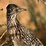 A roadrunner with brown and white striping on its head, throat, and wings stands surrounded by underbrush.