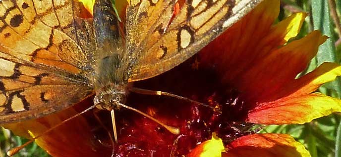 Top-Butterfly Top-Butterfly