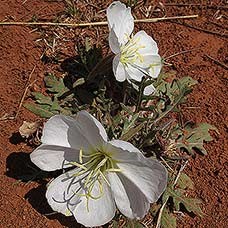 Two white flowers grow close red soil.  Each flower has four heart-shaped petals.