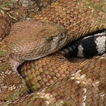 A western diamondback rattlesnake rests its head on its coiled body.