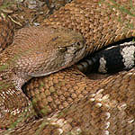 Rattlesnake