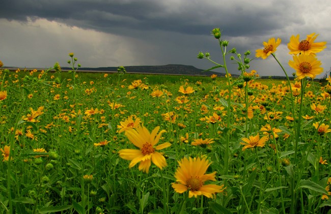 A field of wild yellow daisies spreads out underneath a storm-filled sky.