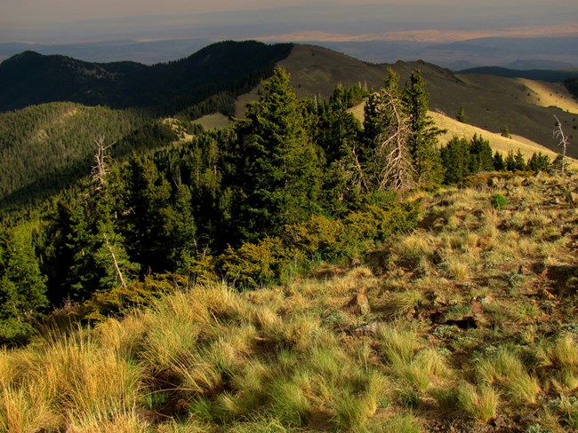 Grasses give way to a stand of tall, wind-shaped pine trees.  High and storm clouds cast shadows on the contours of a nearby mountain ridge.