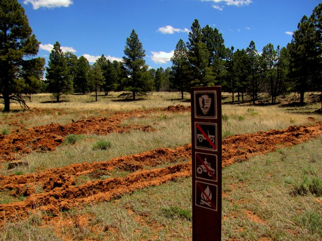 Two separate sets of tire tracks create deep ruts in an open grassy area dotted with tall trees.