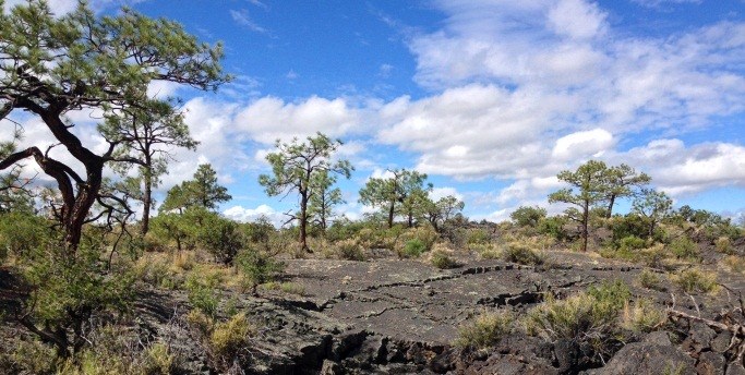 Gnarled trees grow out of a rugged and black lava landscape under an open sky.