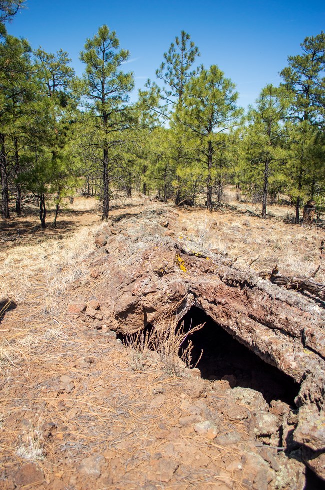 An opening within lava in the ground in a ponderosa forest