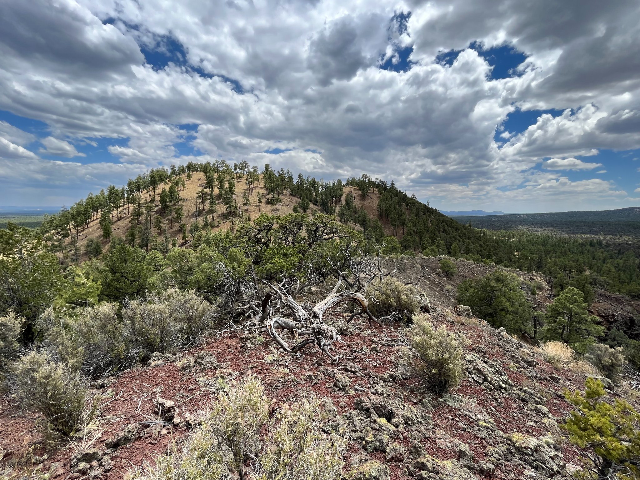 Small, rocky cone shaped volcano covered in pine trees