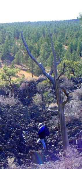 A hiker walks in a small channel of rugged lava next to a dead tree.  A ponderosa forest creates contrast between itself and the barren lava.