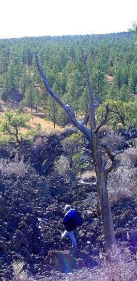 A hiker walks in a small channel of rugged lava next to a dead tree.  A ponderosa forest creates contrast between itself and the barren lava.