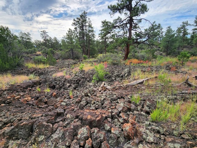 Dark lava rocks covered in color lichen with colorful green and reddish plants plus tall pine trees growing on top