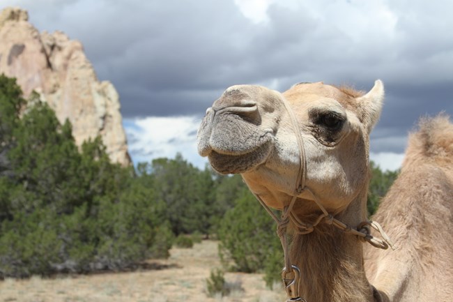 A camel in front of a cliff