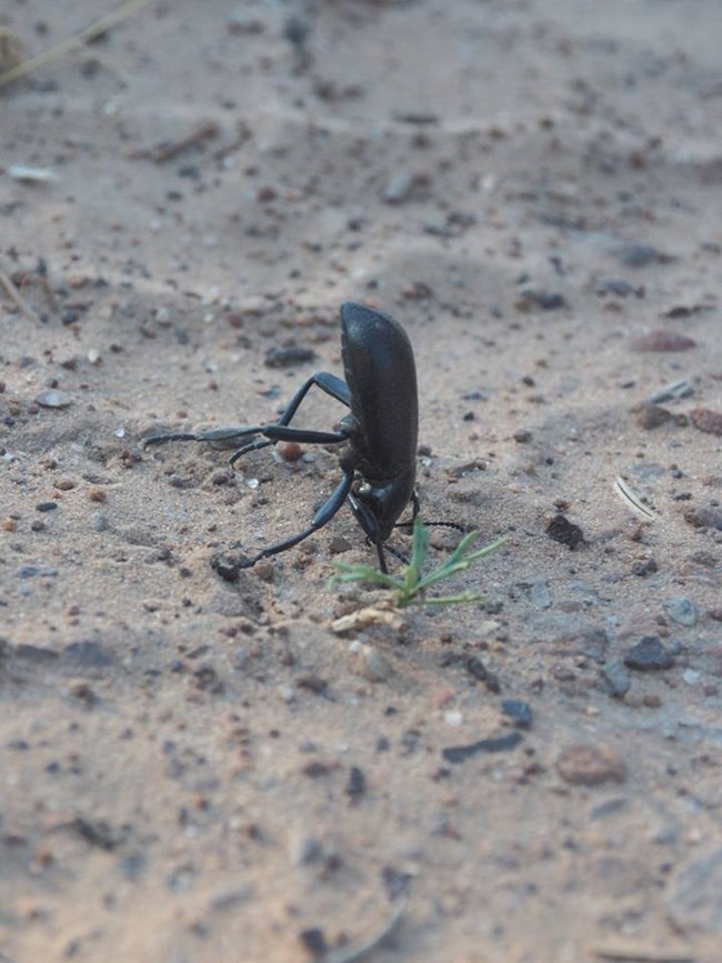 A darkling beetle with its head near the ground and it rear in the air
