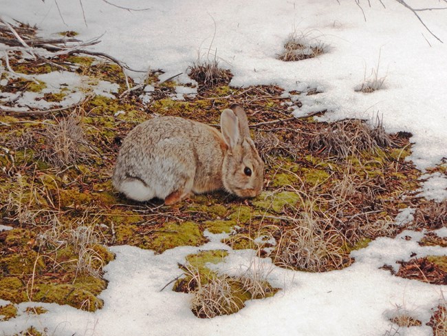 A small rabbit in a patch of grass surrounded by snow