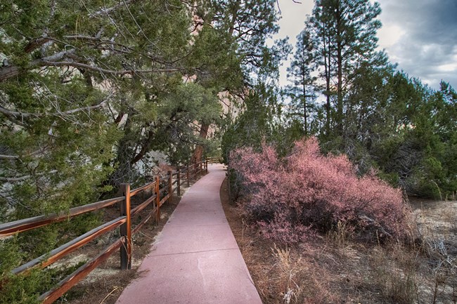 a trail leads through trees at the base of a cliff.