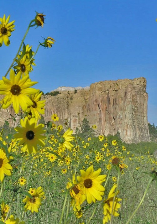 Sunflowers bloom in front of a cliff in the distance
