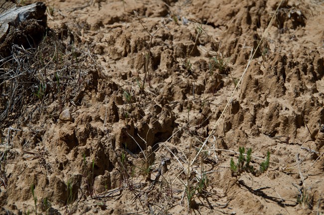 Black, lumpy soils with some grasses and other plants growing