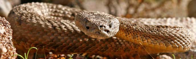 Snake Snake