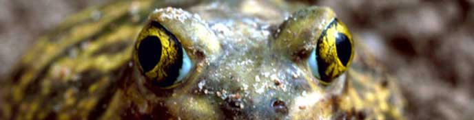 Spade-Foot-Toad2 Spade-Foot-Toad2
