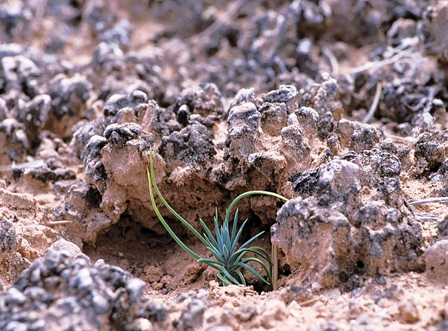 close up of biological soil crust with a small pine sprout growing
