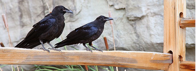 Two ravens sitting on a fence post