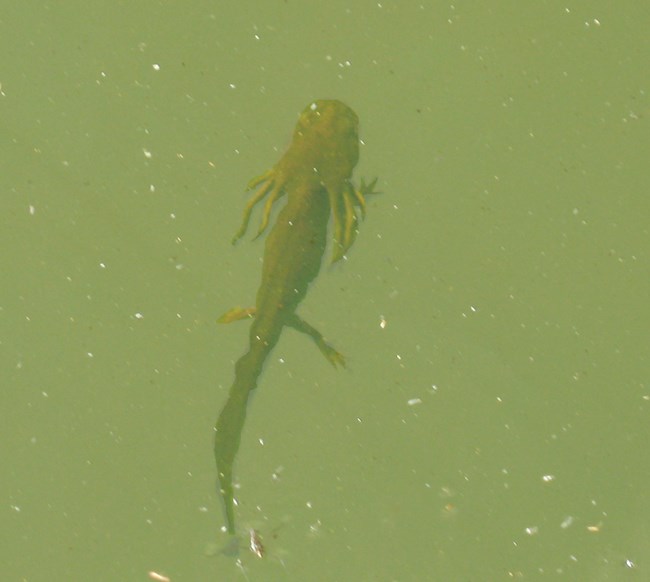 Amphibians - El Morro National Monument (U.S. National Park Service)