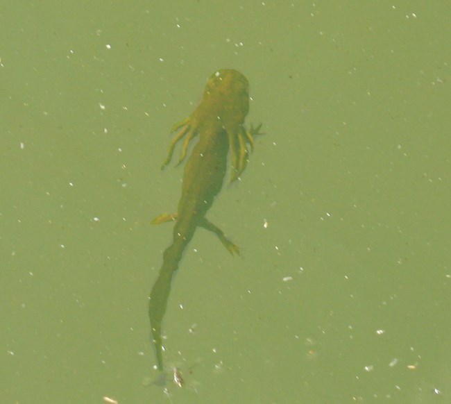 Neotenic Tiger Salamander