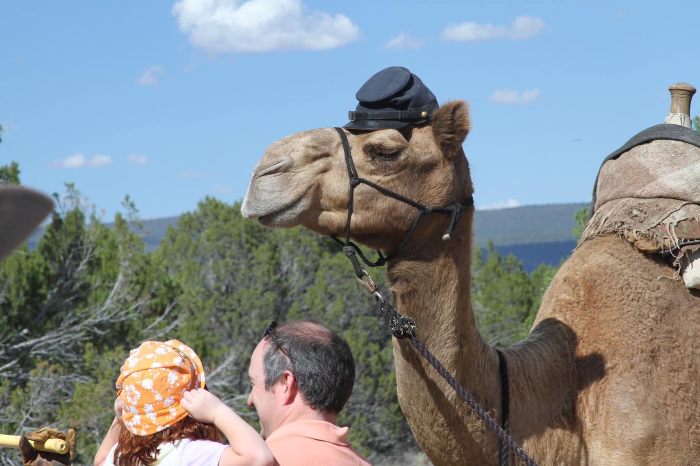 Camel outside wearing military cap