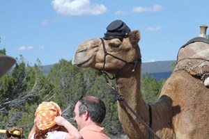 Camel outside wearing military cap