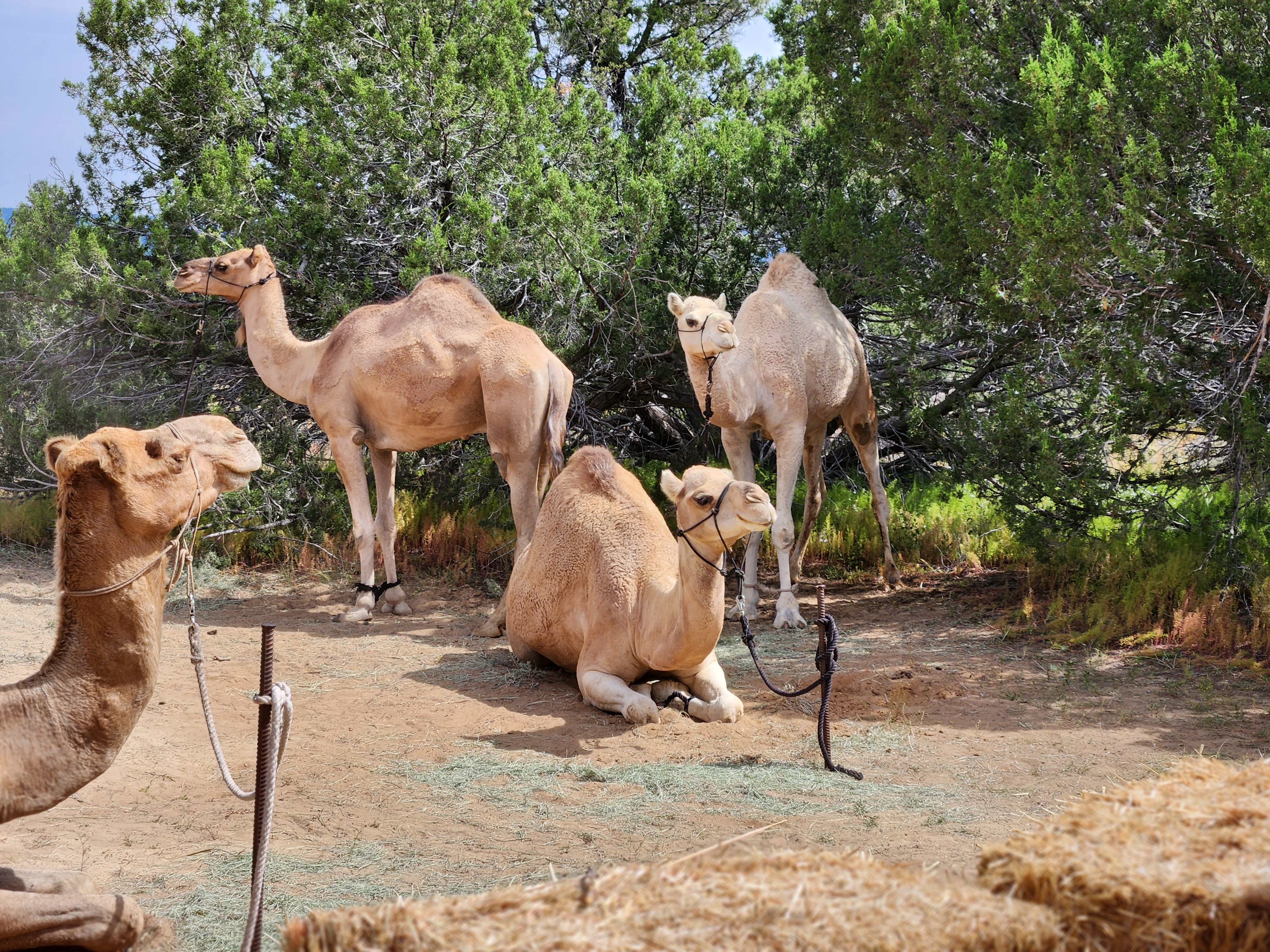 FourCamels Two standing and two sitting camels outdoors at El Morro