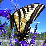 Tiger swallowtail