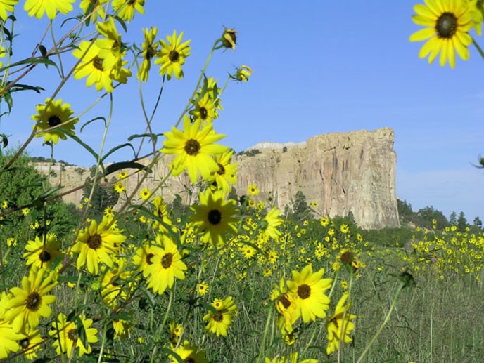 Sunflowers in front of a sandstone cliff.