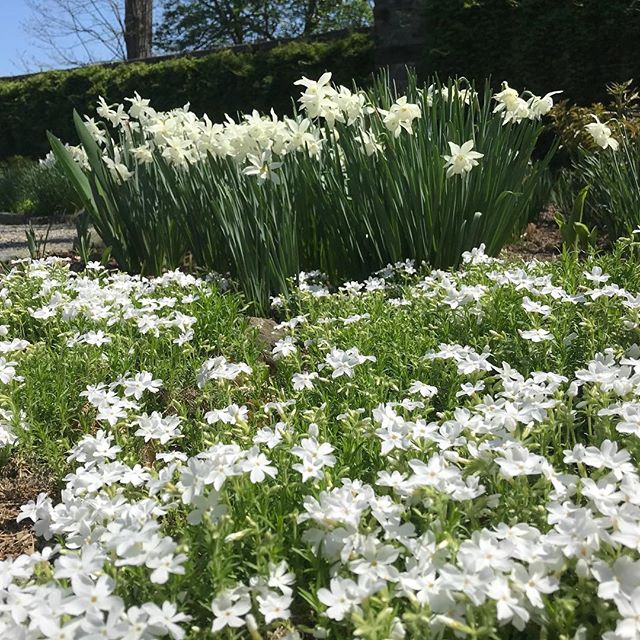 White flowers