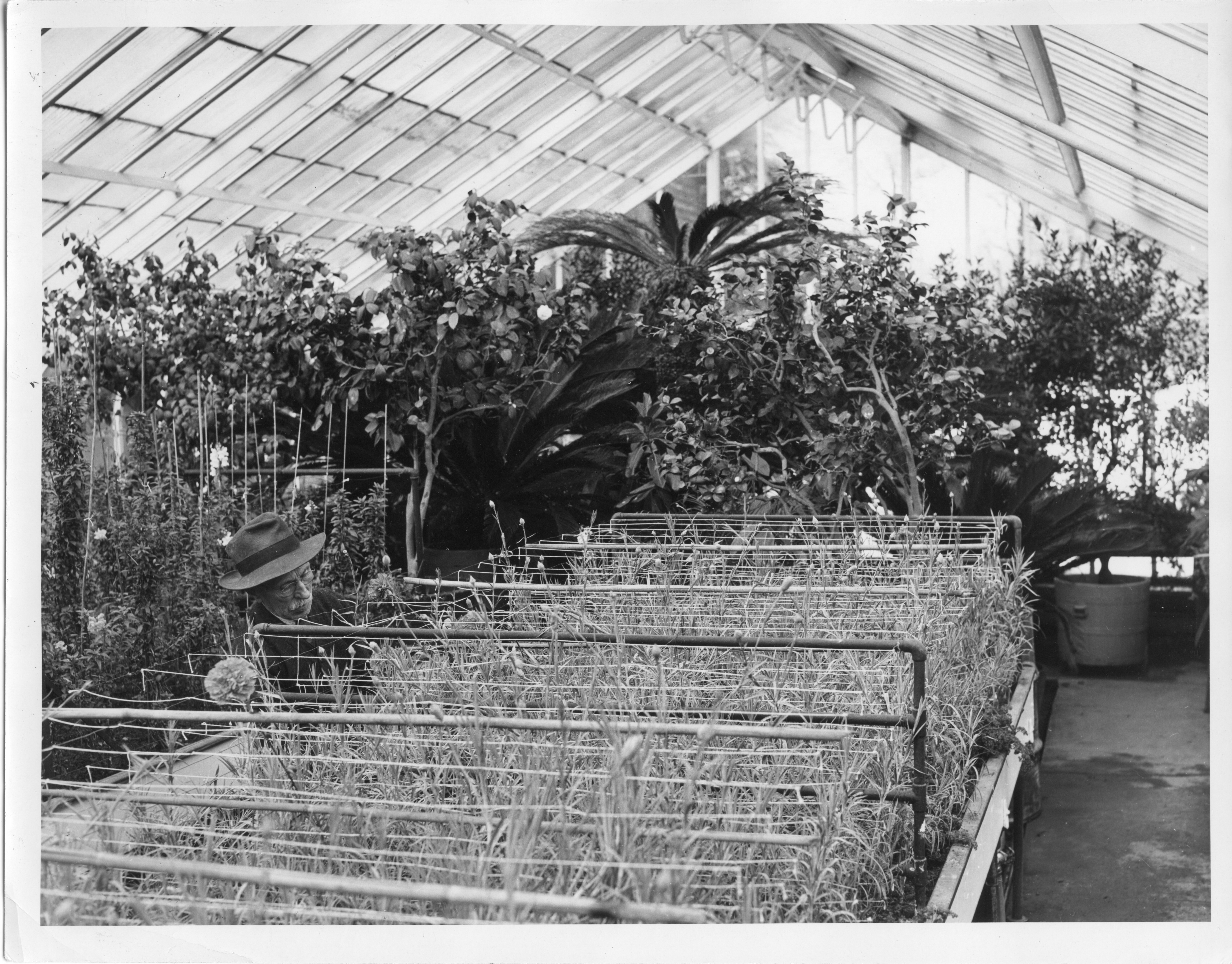 A man examines plants inside a greenhouse