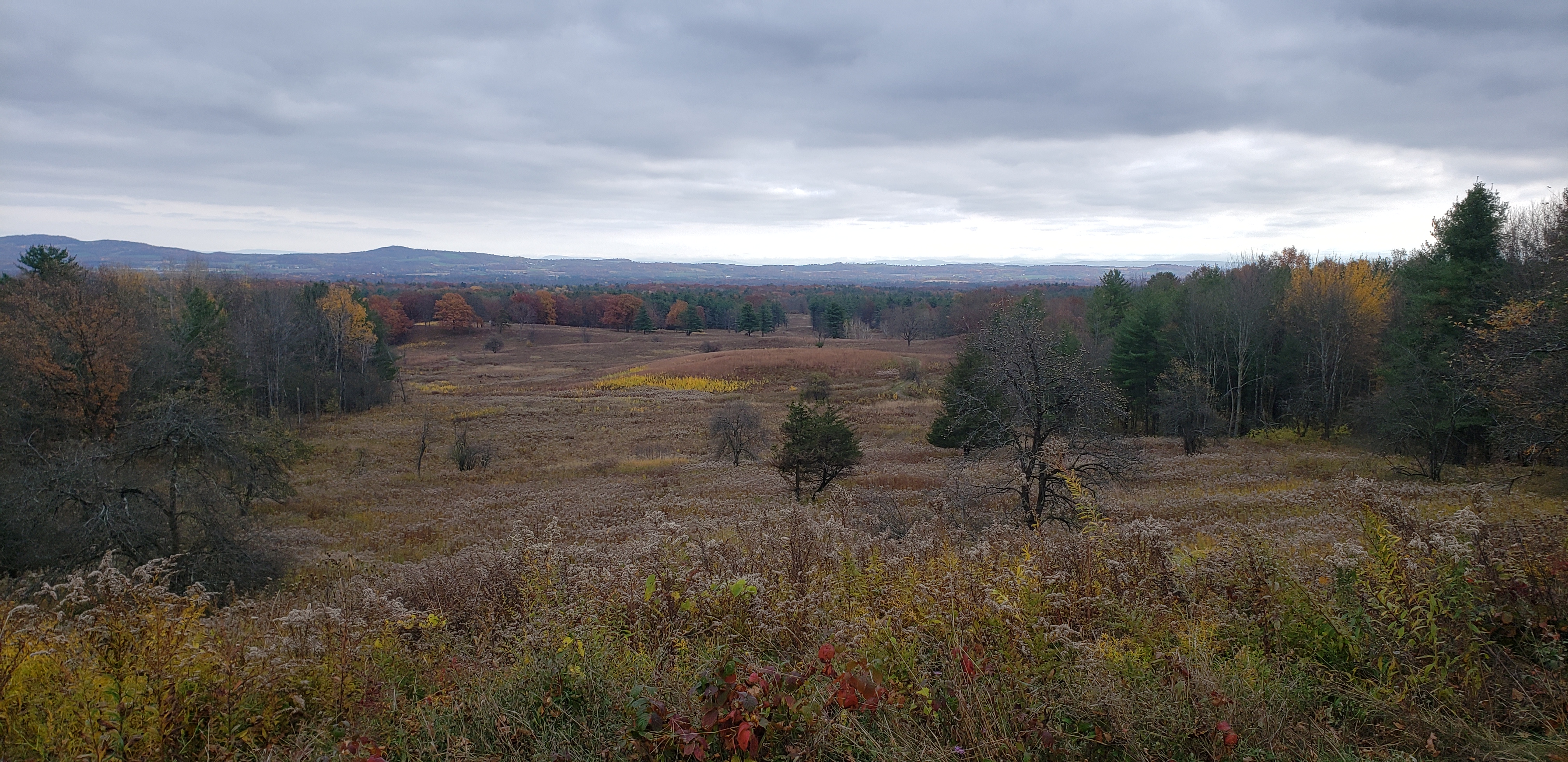 A meadow bordered by trees. Mountains are visible in the distance.