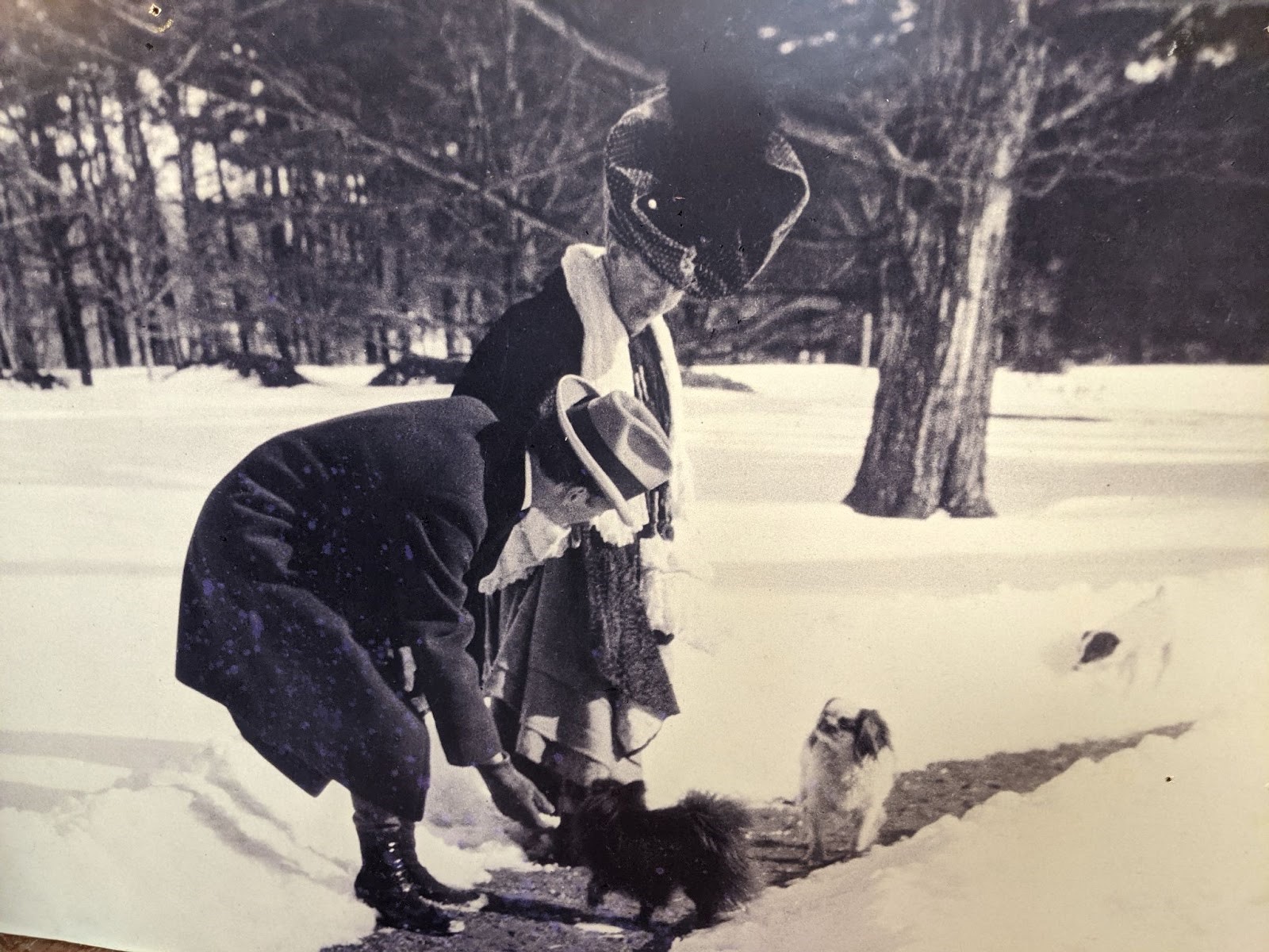 A man and a woman in winter dress stand along a path carved out of the snow. There are three small dogs on the path too. The man bends down to pet one of the dogs.